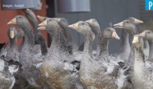 Foie gras naturel :  « Nous n'avons plus recours au gavage » des animaux