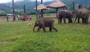 Un éléphant essaye d’attraper un chiot, mais n’y arrive pas et se met en colère