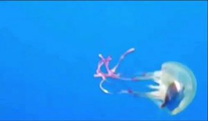 Un petit poisson se retrouve coincé dans une méduse