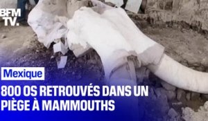 Au Mexique, 800 os ont été retrouvés dans un piège à mammouths