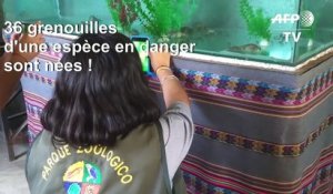 Pérou: 36 grenouilles d'une espèce en danger sont nées en captivité