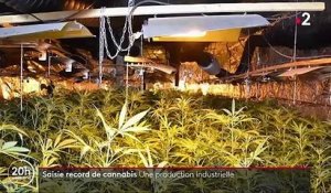 Roubaix : 8 000 pieds de cannabis saisis par la police