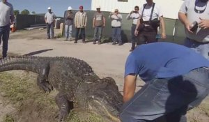 Ils pensent avoir capturé le plus gros alligator de Floride