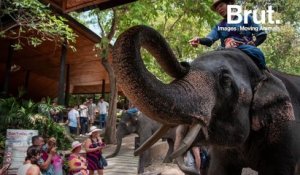 Enchaînés, affamés, frappés… en Thaïlande, des éléphants continuent d'être maltraités