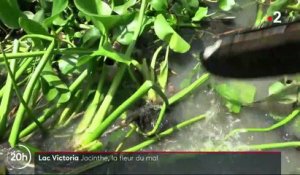 Kenya : la jacinthe d'eau étouffe le lac Victoria