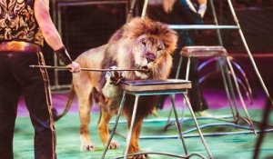 Paris : la mairie souhaite interdire la représentation d'animaux sauvages dans les cirques