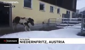 En Autriche, les chevaux profitent de la neige