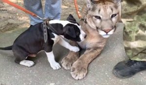 Ce chiot veut jouer avec un puma... Trop mignon