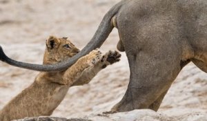 Ce cliché amusant d'un lionceau jouant avec la queue d'un lion, élue photographie animalière la plus drôle de l'année