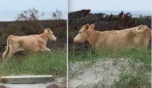 États-Unis : trois vaches, emportées par un ouragan, retrouvées vivantes trois mois plus tard sur une île voisine