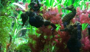 Reportage : l’aquarium de la Rochelle, aide pour la recherche et la ré-introduction