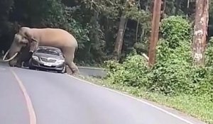 Un éléphant écrase une voiture