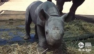 Ce bébé Rhinocéros qui vient de naitre est adorable