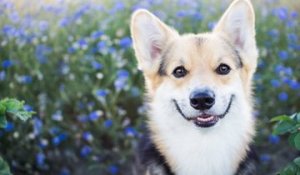 Quelles sont les plantes à éviter pour votre chien ou votre chat ?