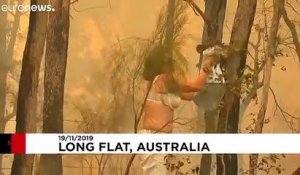 Les koalas, premières victimes des feux de brousse australiens