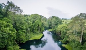 Afrique : 7000 espèces de plantes tropicales sont menacées d'extinction selon les chercheurs