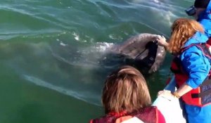 Une baleine vient demander des calins à des touristes... Magique