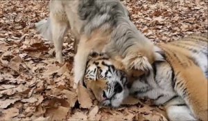 Un tigre et un chien meilleurs amis... Tellement mignon