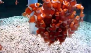 Ce banc de bébés poissons clowns est juste adorable