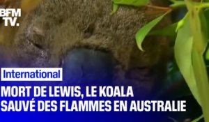 Lewis, le petit koala qui avait été sauvé des flammes par une Australienne, est mort