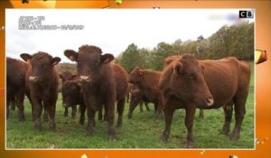 Un agriculteur condamné à payer 8000 euros à cause de l'odeur de ses vaches