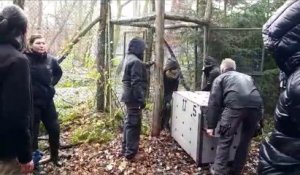 Le Parc de Sainte-Croix accueille une nouvelle meute de loups