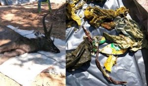 Sacs-poubelle, sous-vêtements etc... : un cerf sauvage retrouvé mort avec 7 kilos de déchets plastiques dans son estomac en Thaïlande