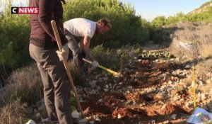 Marseille : des scientifiques tentent de replanter l'astragale dans les calanques