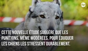 Punir votre chien a un effet terrible sur son comportement