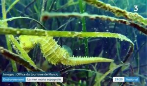Dans le sud de l'Espagne, la biodiversité de la Mar Menor est en train de disparaître