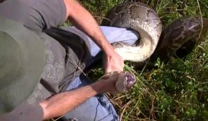Il découvre un énorme python caché dans les marais dans les Everglades