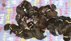 Au Royaume-Uni, une chienne a donné naissance à 21 chiots, l'inscrivant dans le Guinness Book des records