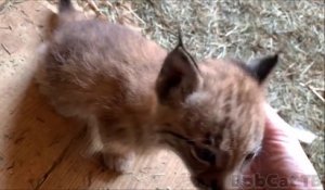 Elle nous présente ses 2 bébés lynx adorables