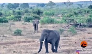 Un éléphant chasse un rhinocéros et son petit...