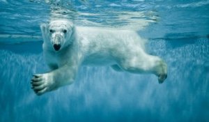 Après avoir été refusée à la déchetterie, la dépouille d'un ours polaire aurait été tronçonnée au Zoo d'Amnéville