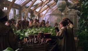 Harry Potter et la Chambre des Secrets : scène des Mandragores