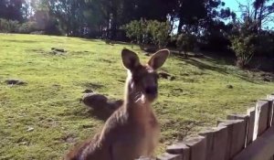 Ce male kangourou va tout faire pour rejoindre sa femme derrière la barrière...