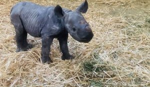 Le zoo du Bassin d'Arcachon vient de voir naître le premier rhinocéros noir en France