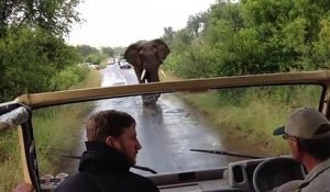 Obligé de faire marche arrière face à un éléphant en colère