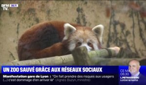 Un zoo sauvé grâce à la mobilisation sur les réseaux sociaux