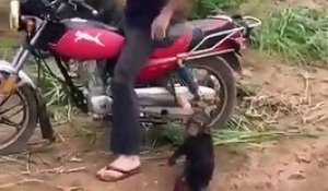 Ce singe est en colère parce qu'il ne peut pas grimper sur la moto