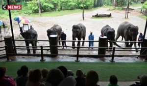Thaïlande : les "sanctuaires d'éléphants", entre enfer et paradis pour pachydermes