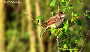 Biodiversité en France : "Il y a le feu !"