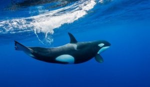 Des orques observées «pour la première fois» dans le détroit de Messine en Méditerranée