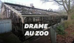 Des dizaines de singes meurent dans l'incendie d'un zoo en Allemagne