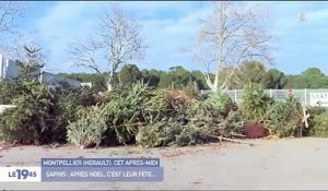Pour inciter les habitants à déposer leur sapin de Noël à la déchetterie, la mairie de Montpellier a lancé une initiative - VIDEO