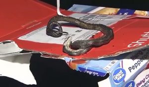 Etats-Unis: un couple qui faisait cuir une pizza a découvert un serpent dans le four.