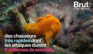 Le poisson-grenouille, un chasseur redoutable