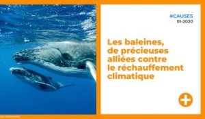 Les baleines, de précieuses alliées contre le réchauffement climatique