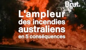 Terres ravagées, faune décimée, quelles sont les conséquences des incendies australiens ?